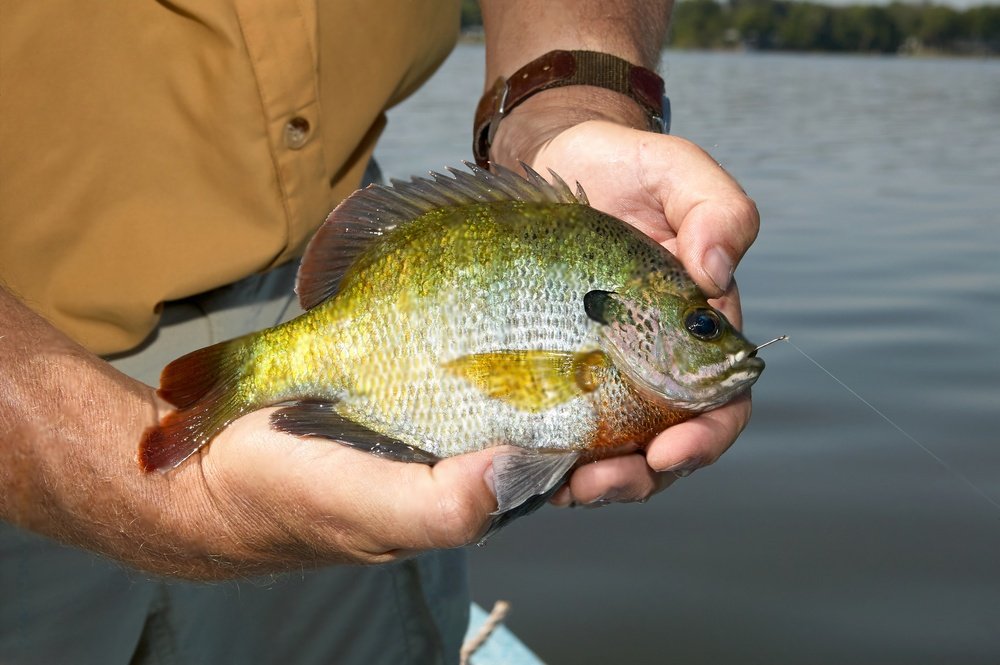 Guidelines for Maintaining Bluegill Health