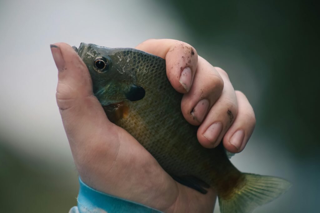 How Many Bluegill for 7400 Gallons of Water